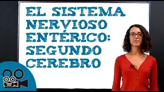 El sistema nervioso ent&eacute;rico: segundo cerebro