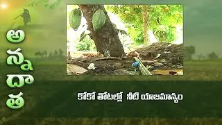 Water management in cocoa | ETV