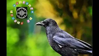 What does a crow sound like? | Real crow cawing sound