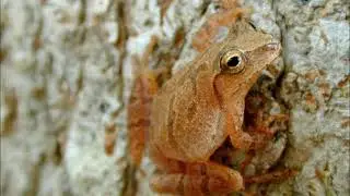 Spring Peeper Chorus