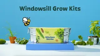 Buzzy Windowsill Grow Kits