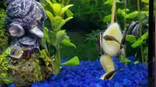 Otocinclus, Oto Catfish, Dwarf Suckermouth, the Best Algae Eaters