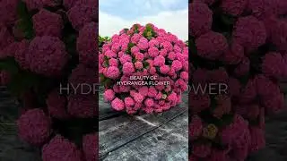 Красота цветка гортензии 🌸 Совершенное творение природы