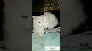 cute tobby 😊😊🌸🌸🌸😄😄😁😁#viralshort #viral song