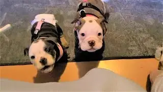 Two Sassy Pups Cause Double Trouble, Refuse To Behave Until Mom Provides Belly Rubs!