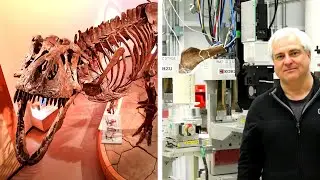 Studying the world&rsquo;s largest T. rex to learn about evolution