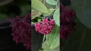 Rainy Days Brings Seasonal Ecological Abundance
