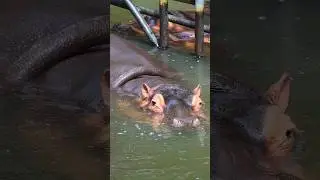 🤯 &iexcl;PARIENTE de DELFINES! 3 Secretos SORPRENDENTES del Hipop&oacute;tamo #youtubeshorts #animales #sabiasque