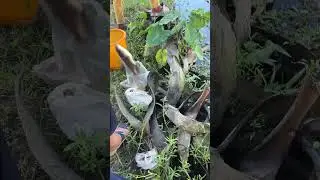 Village people catching fish with hooks from the pond &mdash; calm water, big excitement! 🎣🐟