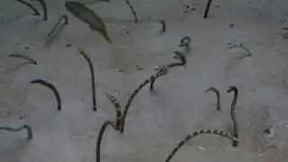SANY0909-해양수족관 03