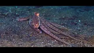 Introduction to Kalimaya Dive Resort