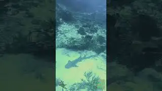 Nurse shark sleeping in reef in Cozumel #underwater #tropicaldiving #cozumel