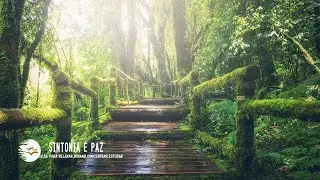 🌵🌳🌴A NATUREZA &Eacute; BELA  【linda m&uacute;sica relaxante 】SINTONIA e PAZ