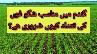 How to obtain optimum tillering in wheat?