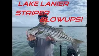Lake Lanier Striper Fishing  Explosive Topwater action!!