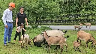 Mother and son sold the pineapple garden for money, the engineer took them to buy a herd of goats