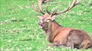 Rotwildwoche im Wildpark Donsbach