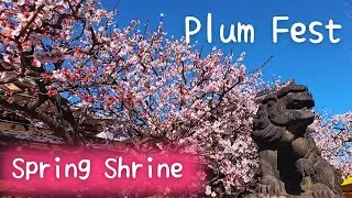 Finding Tokyo&rsquo;s Plum Blossom Festival at a Shrine [TOKYO WALK]