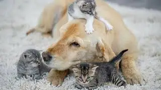 🎵 Old Dogs and Kitties &ndash; A Song for the Love of Pets 🐶🐱