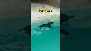 Funny Penguin  🐧
