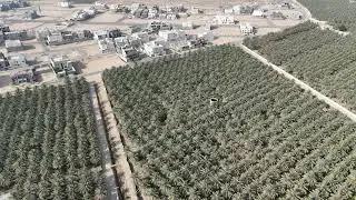 Al Ahsa Palm Trees - Video 4