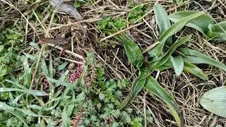 orchis morio