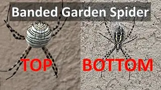 About our BANDED GARDEN SPIDER Argiope trifasciata in the Badlands of South Dakota