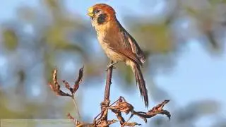 Spot-breasted Parrotbill (Doi Lang - Thailand)