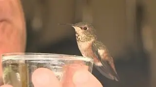 Rescue German Shepherd Adopts Hurt Hummingbird, Helps Nurse It Back to Health