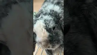 loving b bunny #bunny #animal #animalshorts #rabbit #mybunny #reel #shortvideo #short #nkotb #short