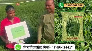 त्रिमूर्ति हाइब्रिड मिर्ची || TMPH - 2441 || किसान - विनोद कुमार मौर्य || उत्तर प्रदेश ||