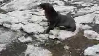 Baby sea lions sound pathetic!
