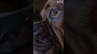 #relateable #doglife #smartpuppy #dogwisdom