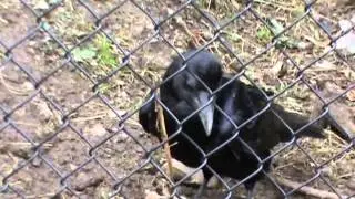 Tierpark Arth-Goldau