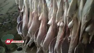 Sailani Mutton Shop || speed mutton cutting challenge/#Mutton/#Goat/#Lamb/#Fish/#Chicken/#recipes