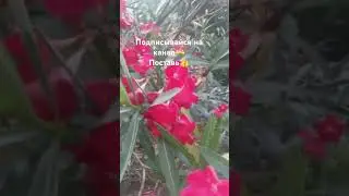 Цветы #travel #love #shorts #nature #gaming