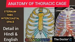 ANATOMY OF THORACIC CAGE || RIBS || STERNUM || INTERCOASTAL SPACE || HAND WRITTEN DETAIL EXPLANATION