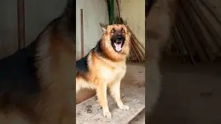 Viral Dog Barking Sound,Dog loudly Barking sound #germanshepherd #shorts #dogsound #dogvideos