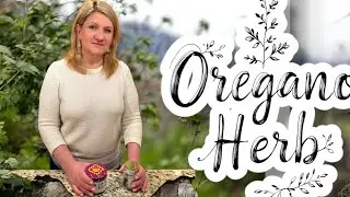 The Powerful Natures Antibacterial Herb~ OREGANO