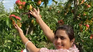 Apple/Plum/Pear Farm Visit in Germany || APPEL HAPPEL || Apple Picking in Germany || Ep #96