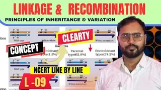 Linkage and Recombination &ndash; Class 12 Biology | NCERT Explained | ASVBIOLOGYCLASSES | GENETICS 