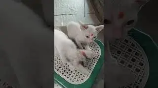 *Tiny_Kittens_After_Bath_Grooming_Themselves* | #grooming  #realcatlife #thefurrylife #fluffy #pets