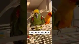 My 58 year old parrot loves to talk! 😂 #amazon #parrot #conure #bestfriend #talkingparrot