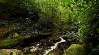 River Sounds the water flows in a gentle rhythm, the atmosphere relieves stress