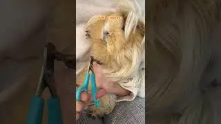 What To Do When Your Guinea Pig Is Sick