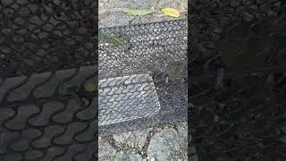 using Mongoose trap catching birds