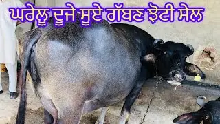 One buffalo for sale,ਘਰੇਲੂ ਗੱਬਣ ਇੱਕ ਮੱਝ ਸੇਲ (24-8-2023)