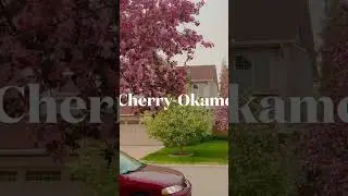 #beautiful #cherrytree #calgary #pinkflower
