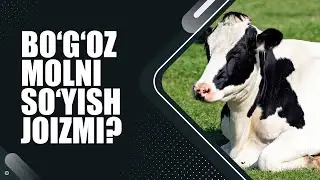 Bo‘g‘oz molni so‘yish joizmi? | Shayx Sodiq Samarqandiy