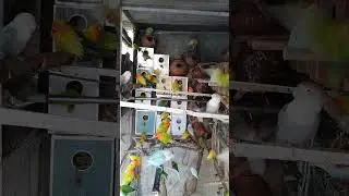 Love Birds apartments